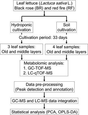 Metabolomic Evaluation of the Quality of Leaf Lettuce Grown in Practical Plant Factory to Capture Metabolite Signature